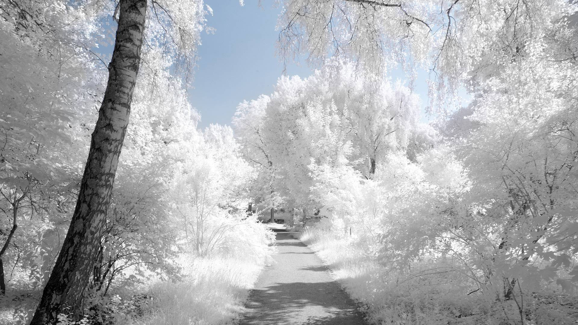 Снежная дорога, по бокам деревья в снегу. HD фото картинки, обои рабочий стол