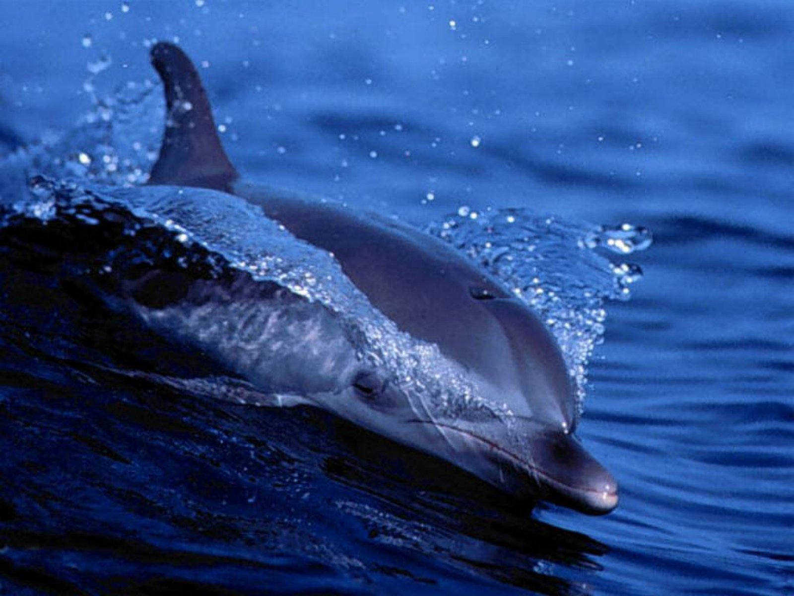 Дельфин грациозно плывет HD фото картинки, обои рабочий стол