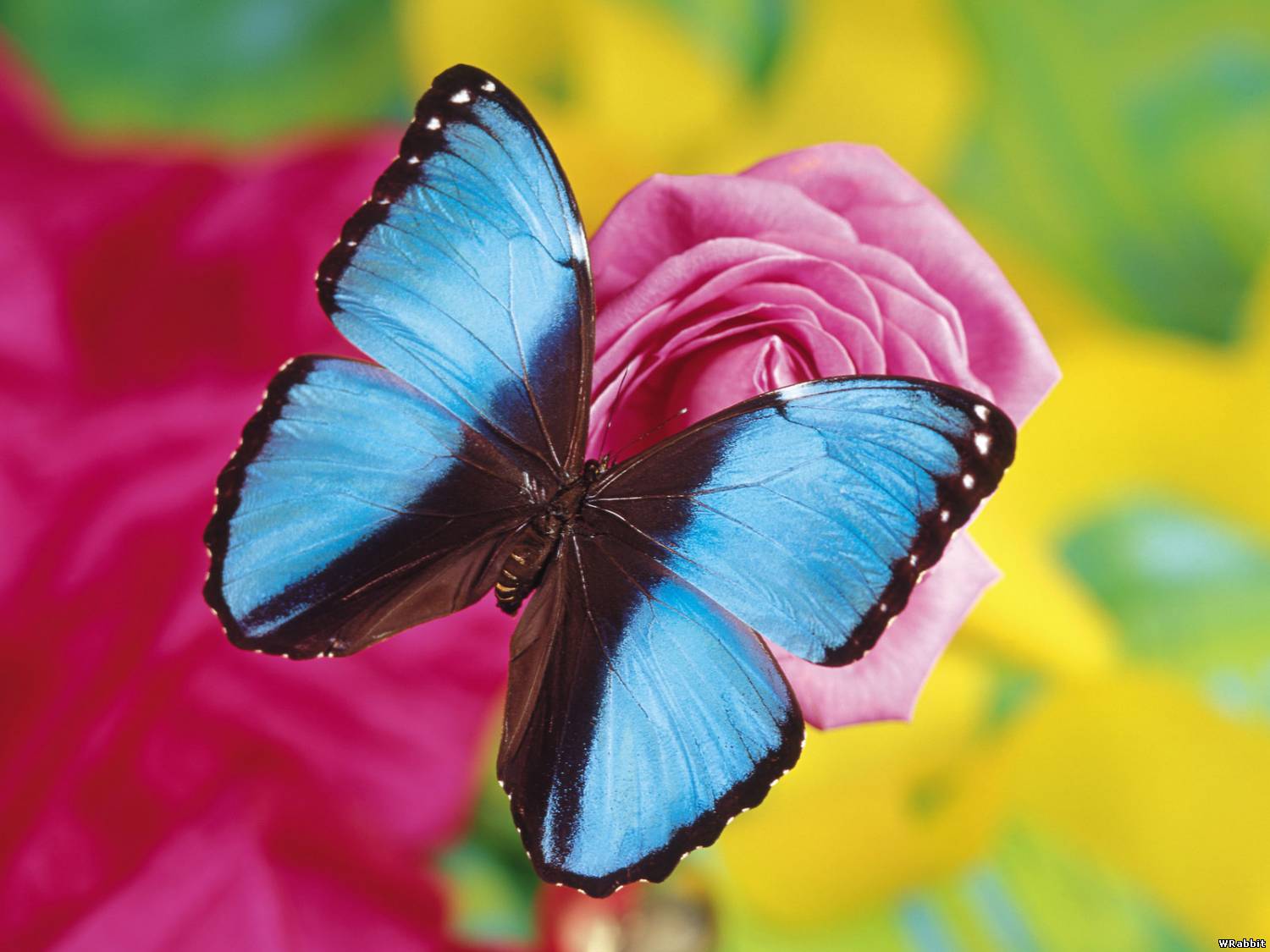 Красивая бабочка с синими крыльями HD фото картинки, обои рабочий стол