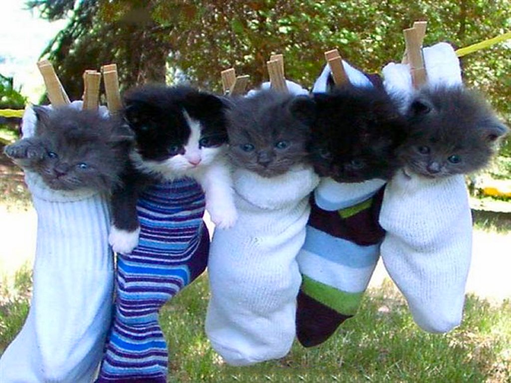 Пять котят висят на бельевой веревке в носках HD фото картинки, обои рабочий стол