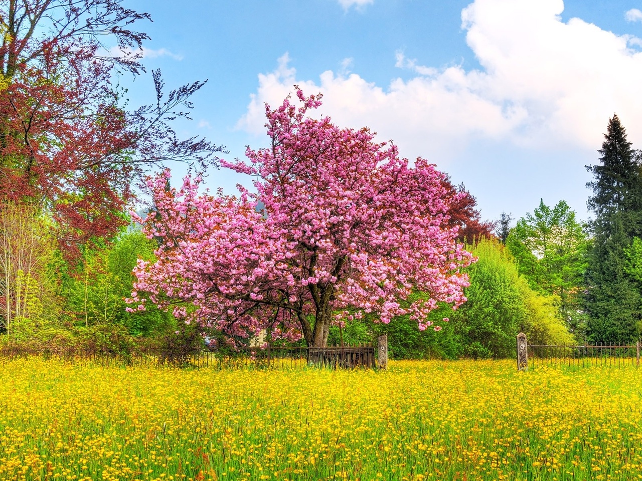 Сакура в цвету, красивое дерево с розовыми листьями HD фото картинки, обои рабочий стол