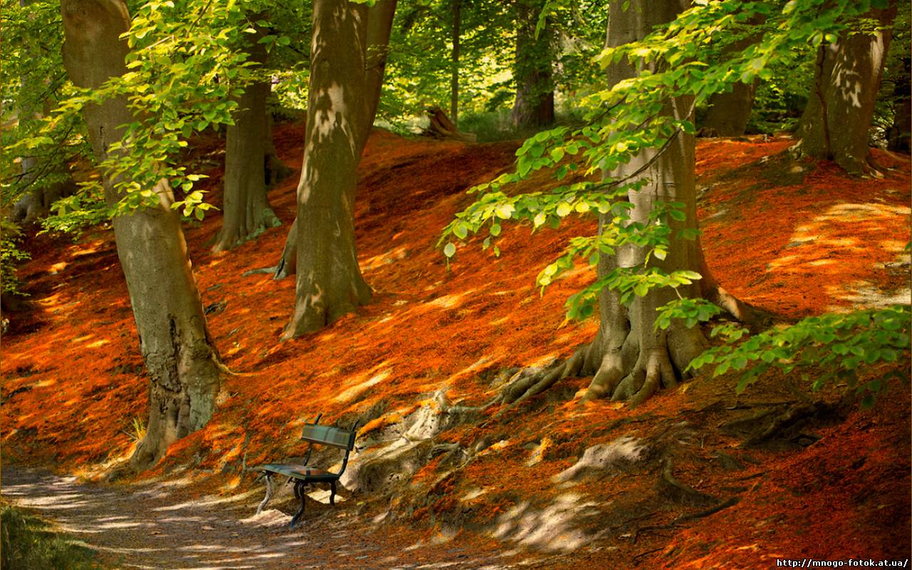 Осень, лавочка среди листьев HD фото картинки, обои рабочий стол