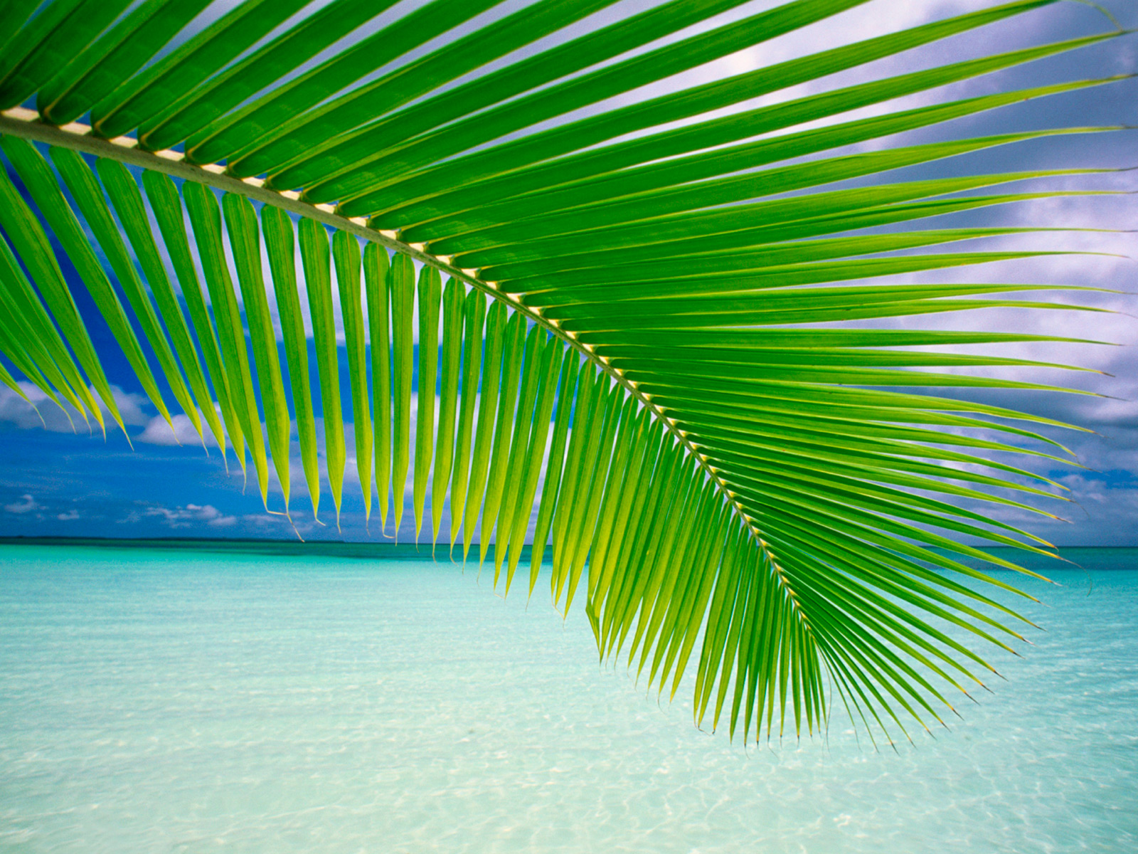 Ветка пальмы на фоне моря HD фото картинки, обои рабочий стол
