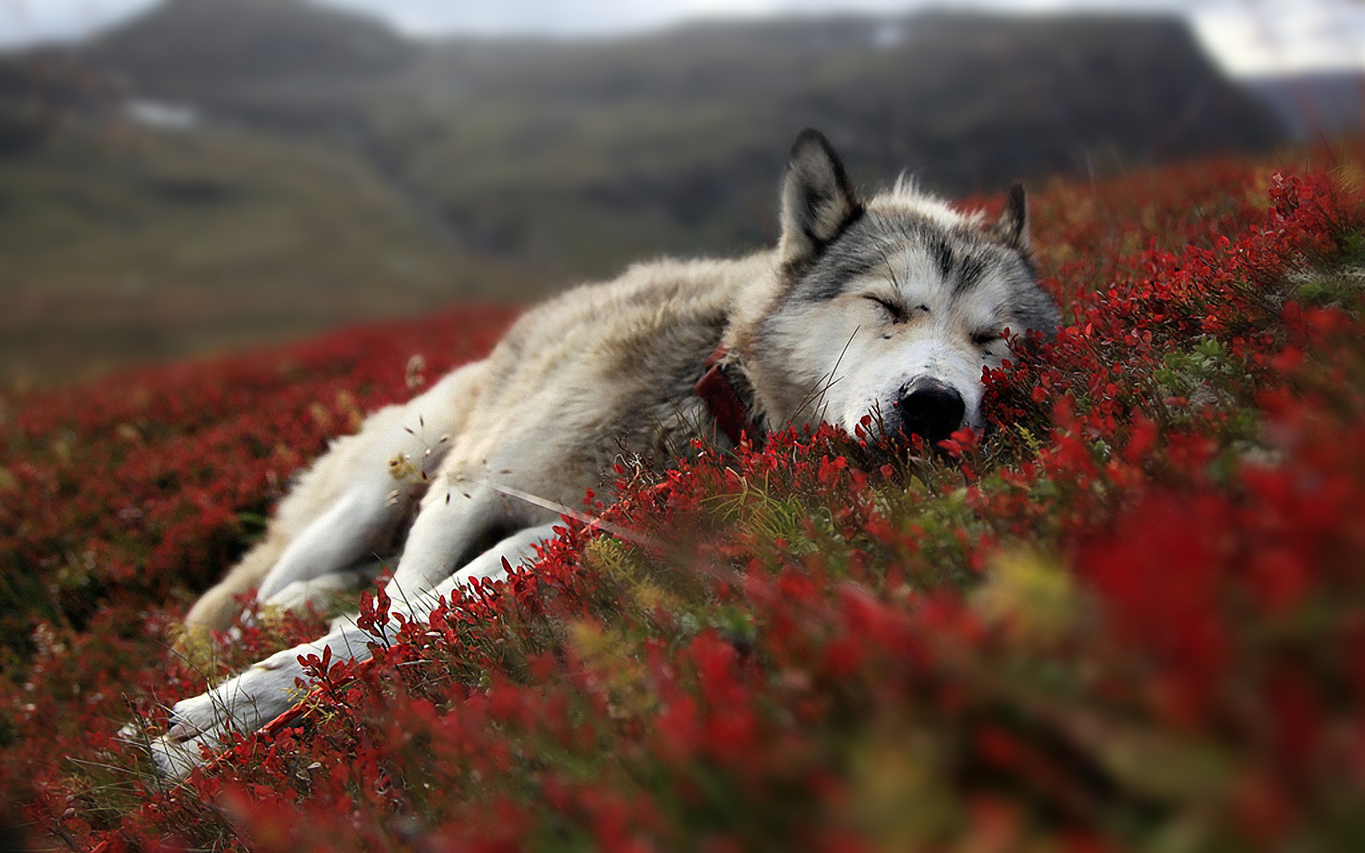 Уставший волк, прилег поспать HD фото картинки, обои рабочий стол