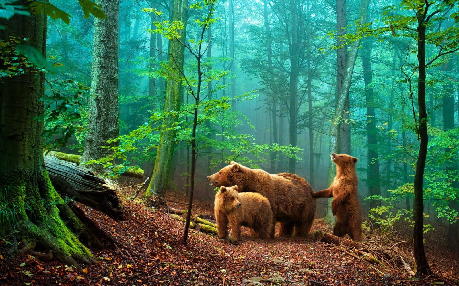 Три медведя в лесу HD фото картинки, обои рабочий стол