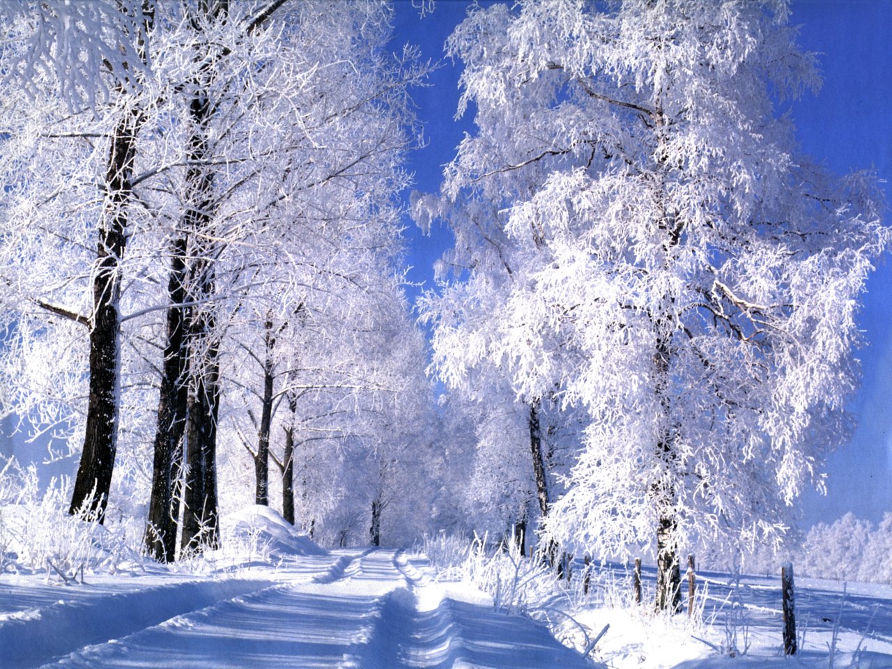 Замершие деревья, красивый зимний пейзаж HD фото картинки, обои рабочий стол