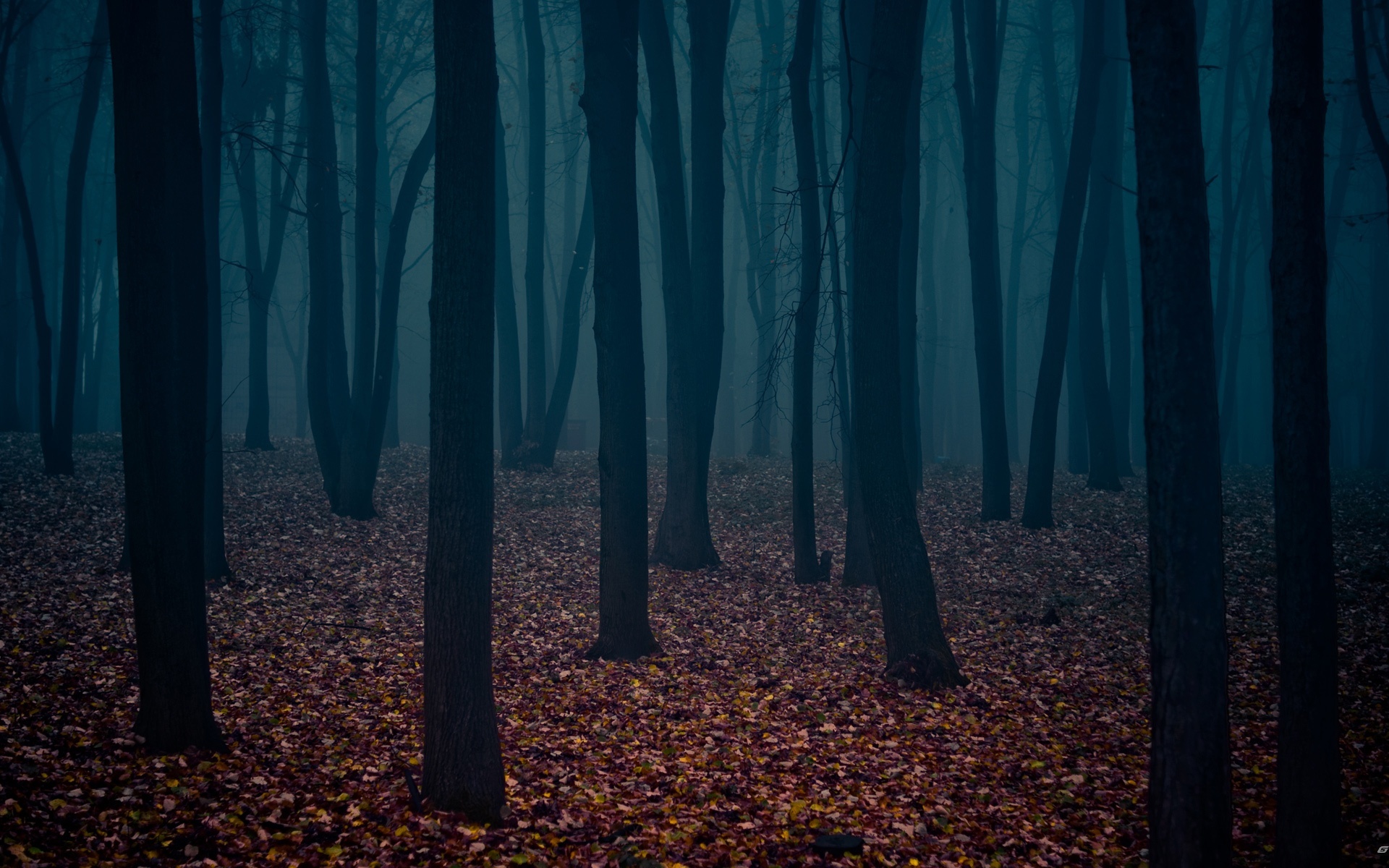 Мрачный лес с лысыми от осени деревьями HD фото картинки, обои рабочий стол