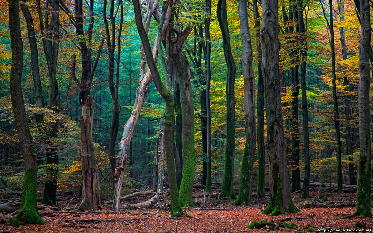 Необычный лес осенью HD фото картинки, обои рабочий стол