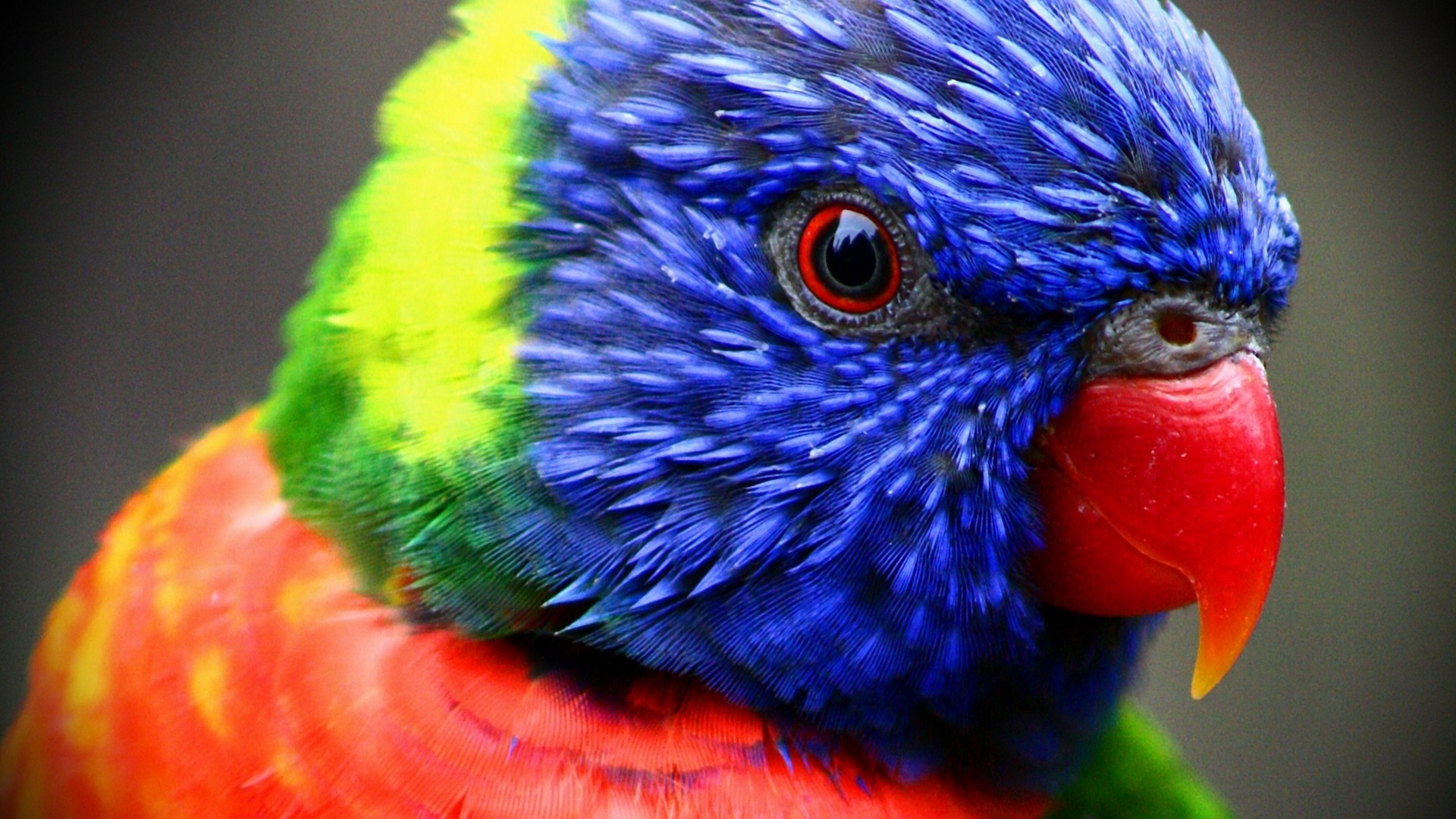 Разноцветный попугай HD фото картинки, обои рабочий стол