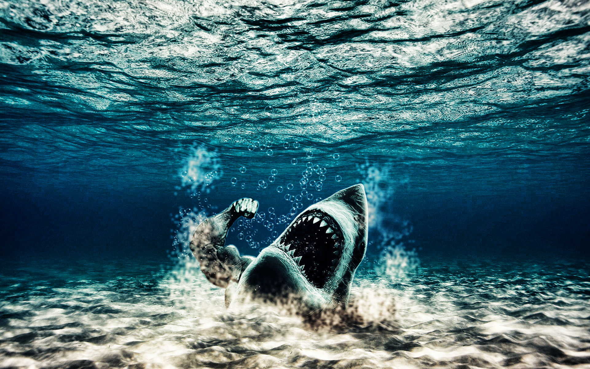 акула хищник, монстр HD фото картинки, обои рабочий стол