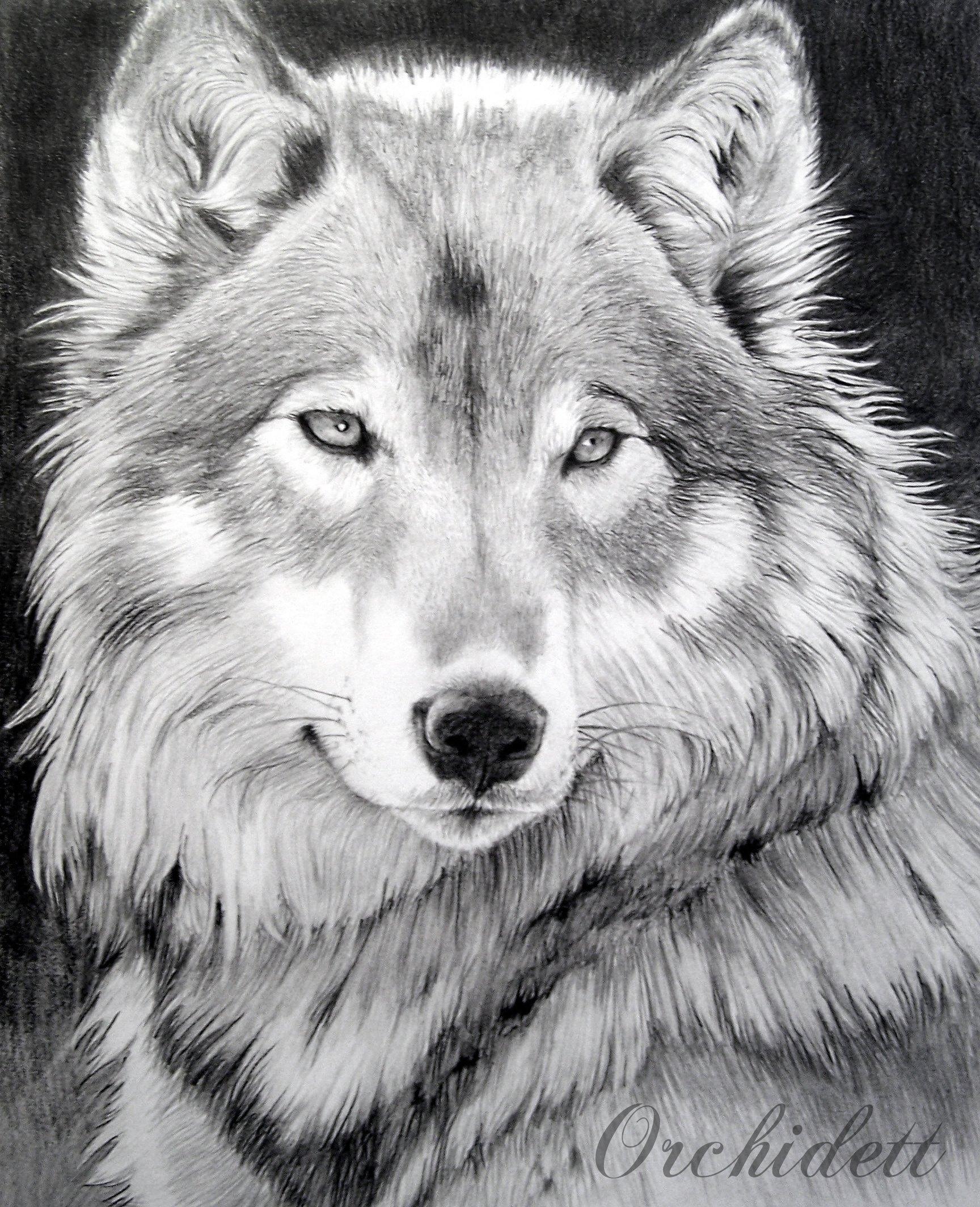 Красивый рисованный волк HD фото картинки, обои рабочий стол