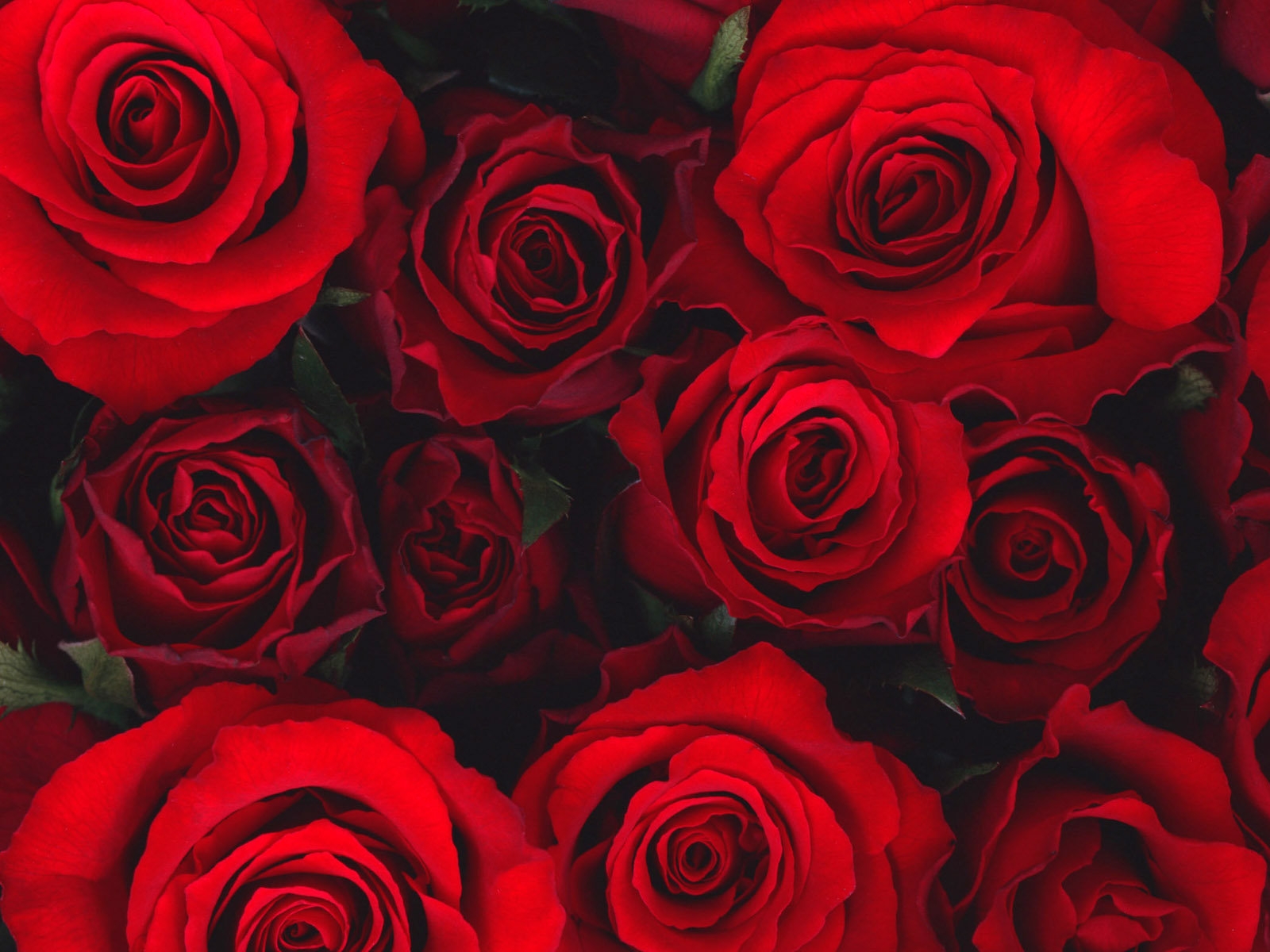 красные розы HD фото картинки, обои рабочий стол