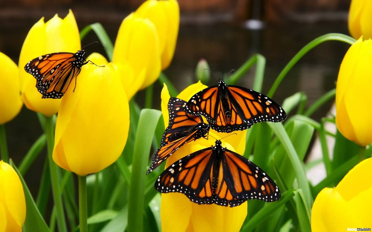 Бабочки на тюльпанах HD фото картинки, обои рабочий стол