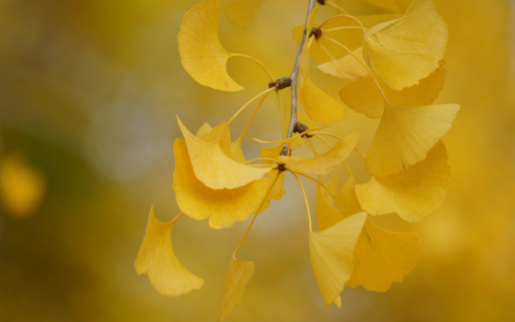 листья, осень, ветка, резные, желтые HD фото картинки, обои рабочий стол