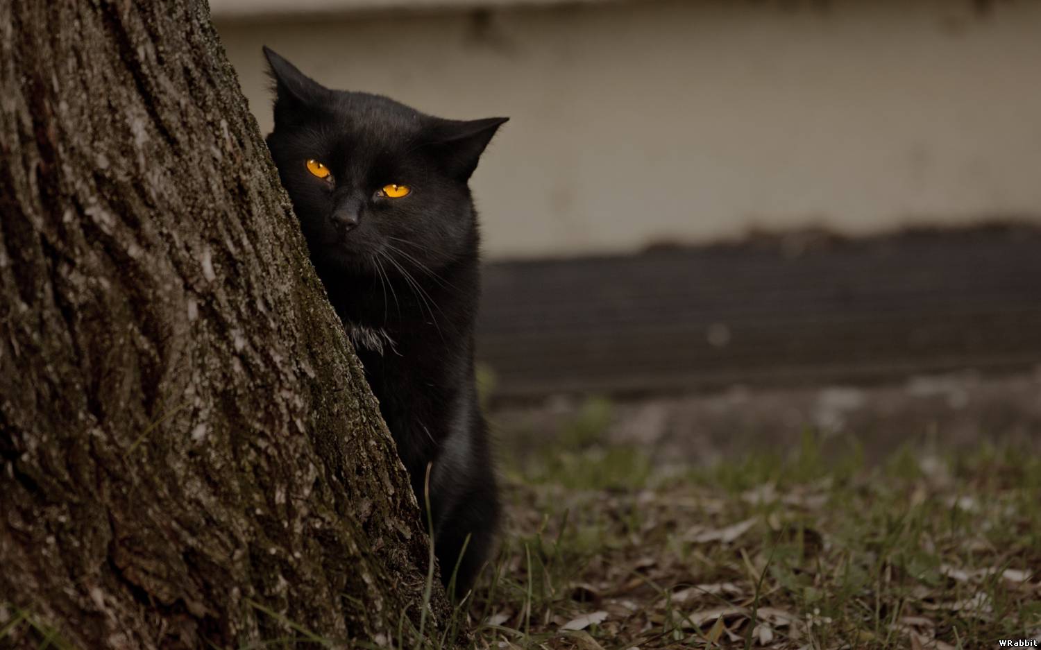Черный кот прячется за дерево HD фото картинки, обои рабочий стол