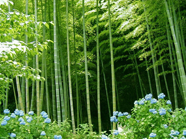 Бамбуковый лес HD фото картинки, обои рабочий стол