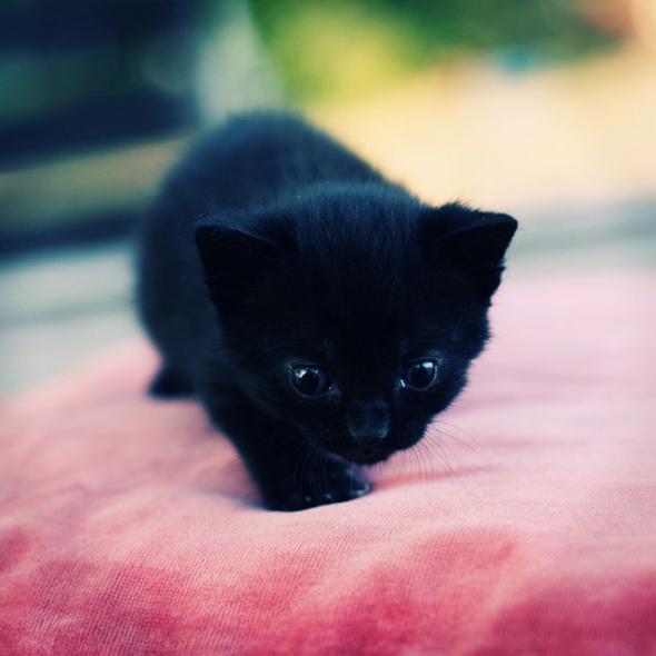 Черная охотница - маленький котенок HD фото картинки, обои рабочий стол