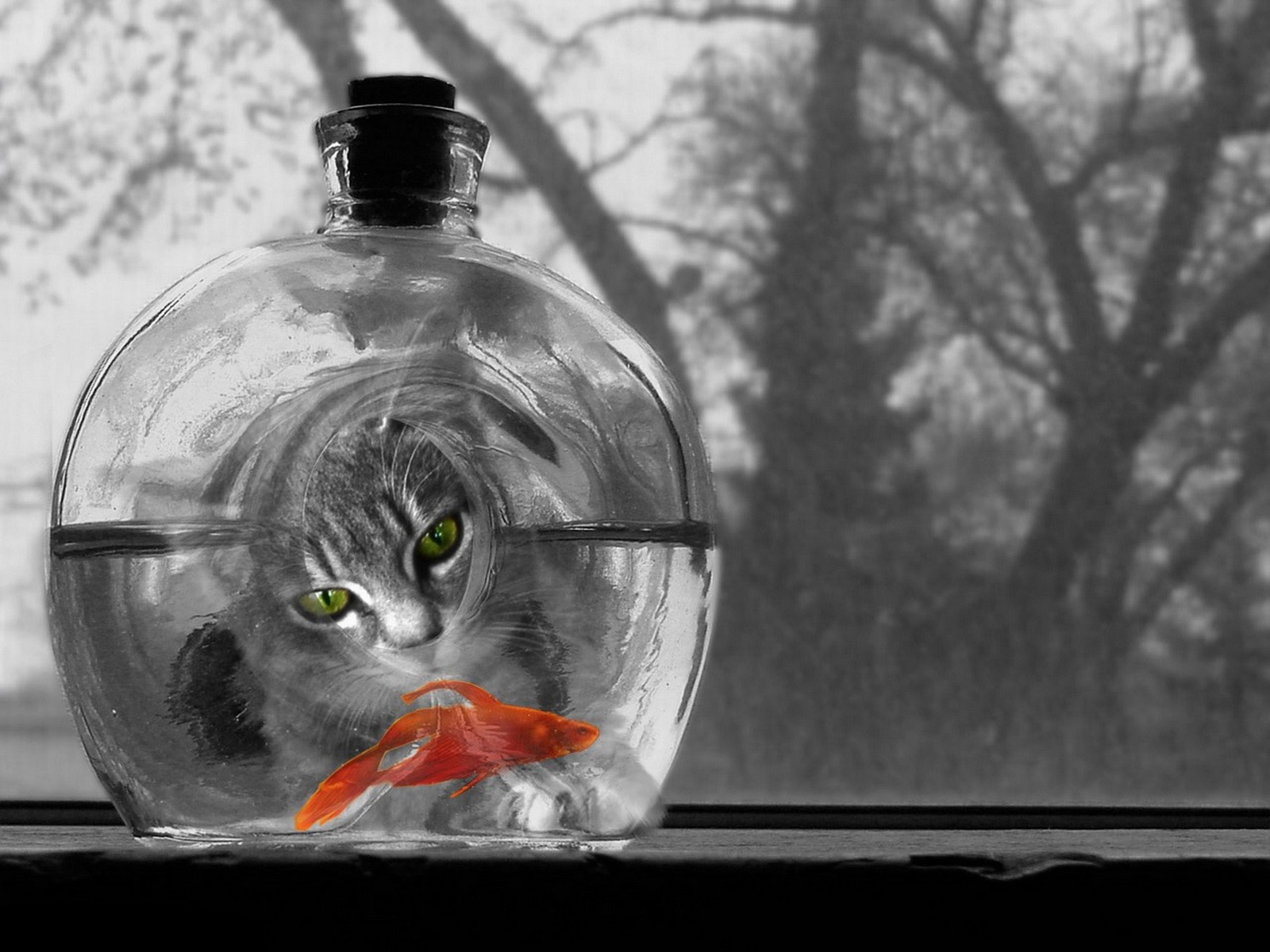 Кот смотрит на бутыль с золотой рыбкой Креативные с приколом картинки, обои рабочий стол