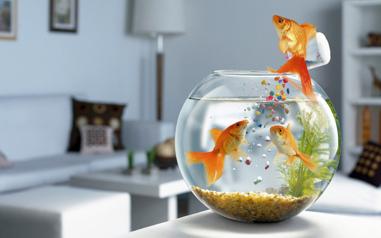Корм золотые рыбки в аквариуме Креативные с приколом картинки, обои рабочий стол