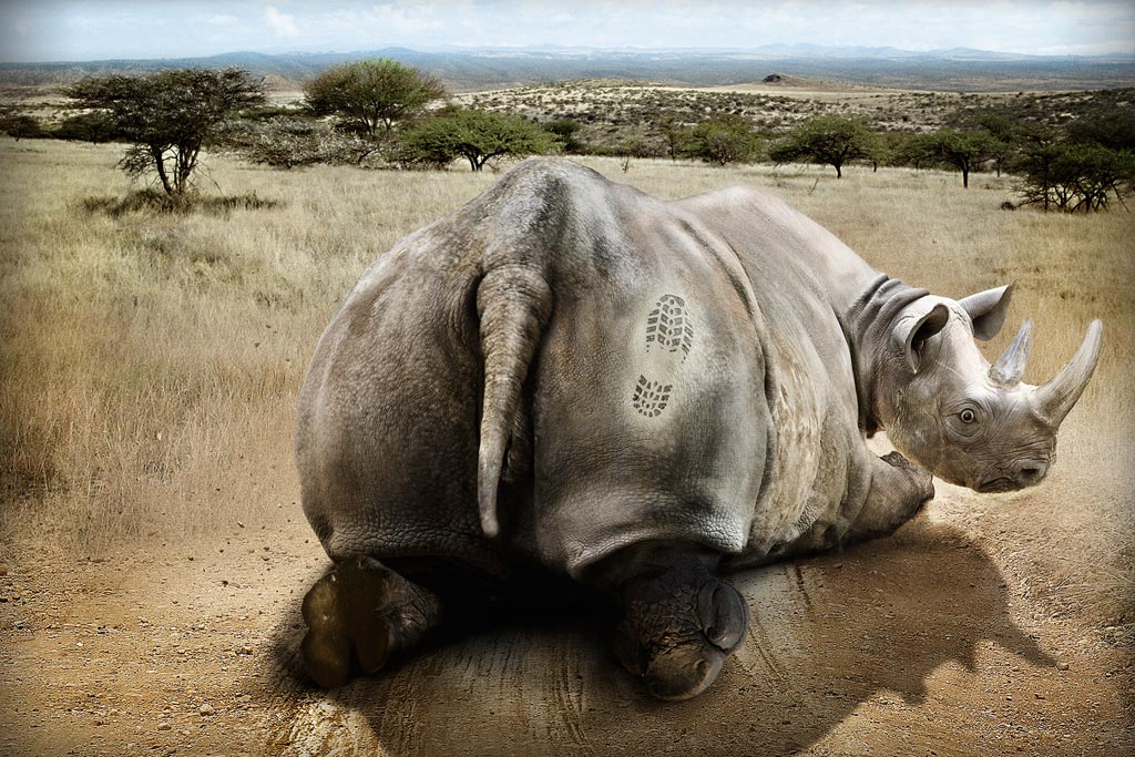 Рисованный носорог Креативные с приколом картинки, обои рабочий стол