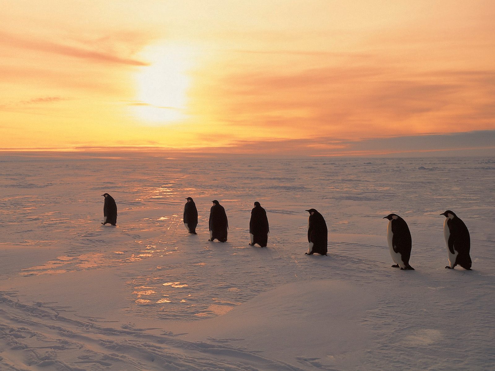 Императорские пингвины, море  Уэдделла  Антарктика Природа картинки, обои рабочий стол