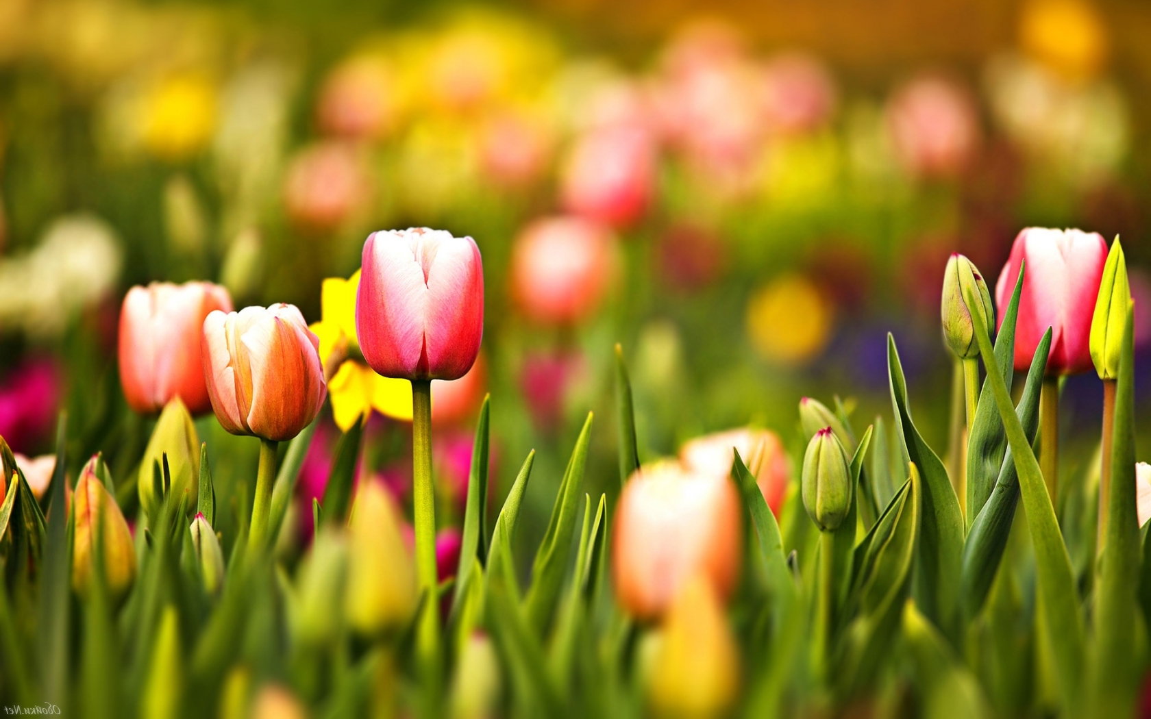 Тюльпаны, красивые цветы, розовые Природа картинки, обои рабочий стол
