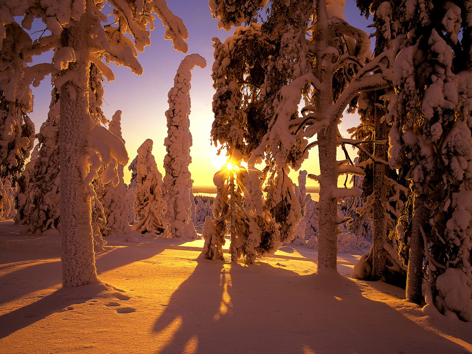 Красивый пейзаж зимнего заснеженного леса Природа картинки, обои рабочий стол