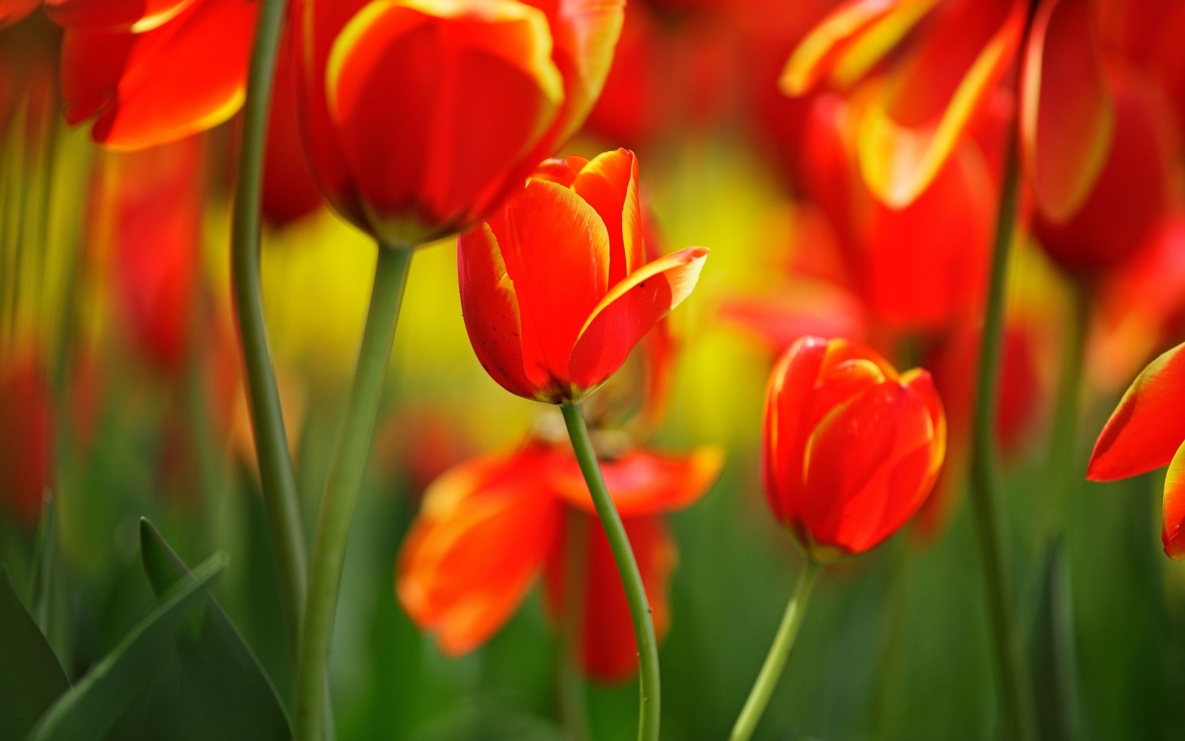 Романтичные красно-оранжевые тюльпаны Природа картинки, обои рабочий стол