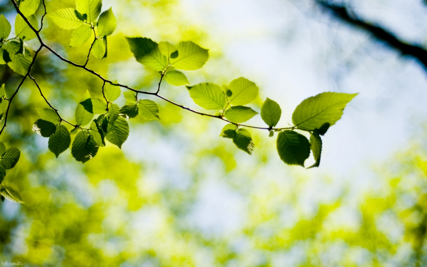 Листья на ветке, дерево, природа Природа картинки, обои рабочий стол