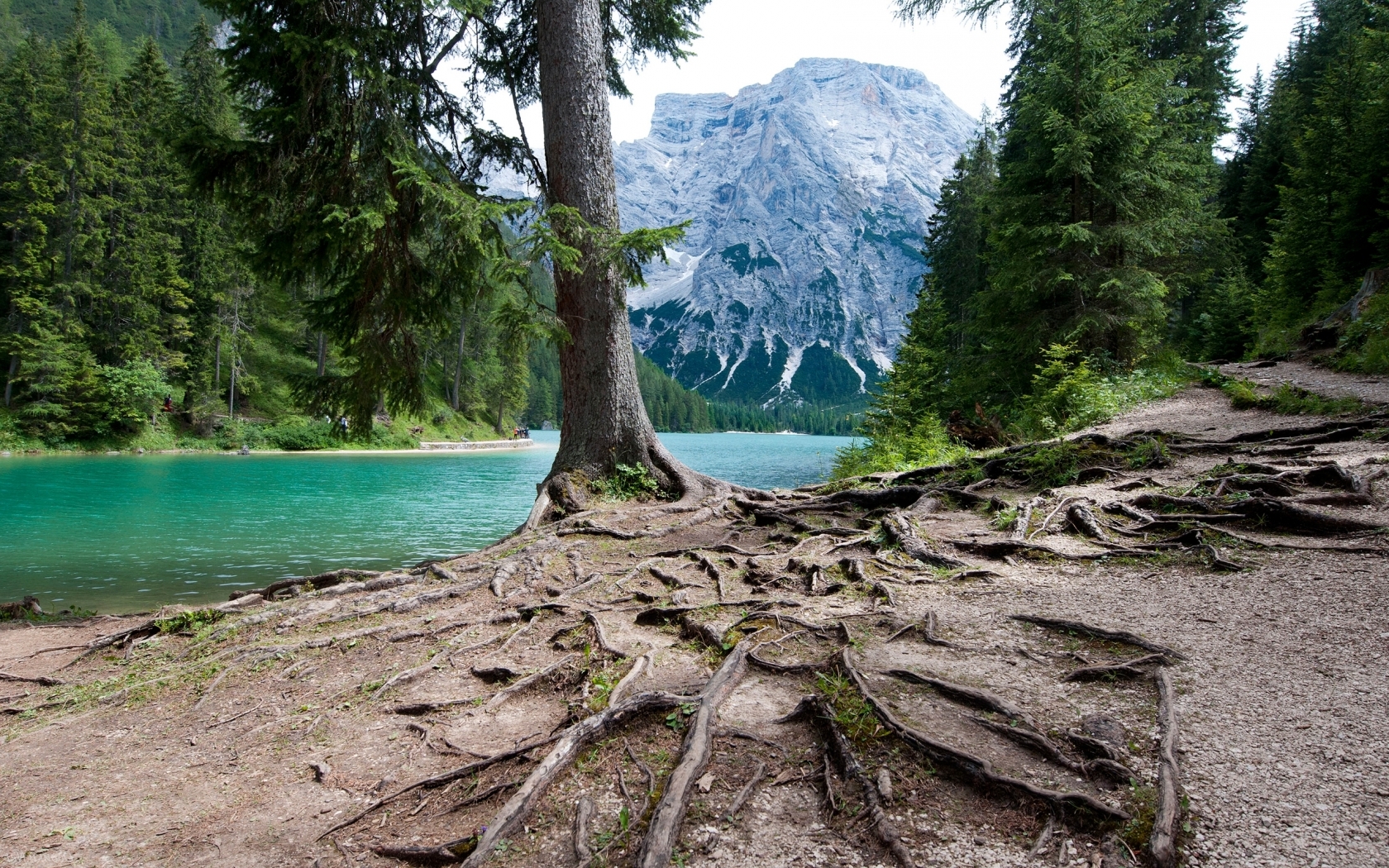 Горы, озеро и дерево на берегу Природа картинки, обои рабочий стол