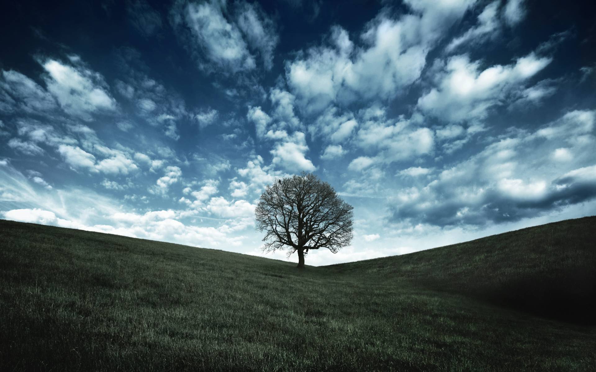 Одинокое темное дерево в поле на фоне неба Природа картинки, обои рабочий стол