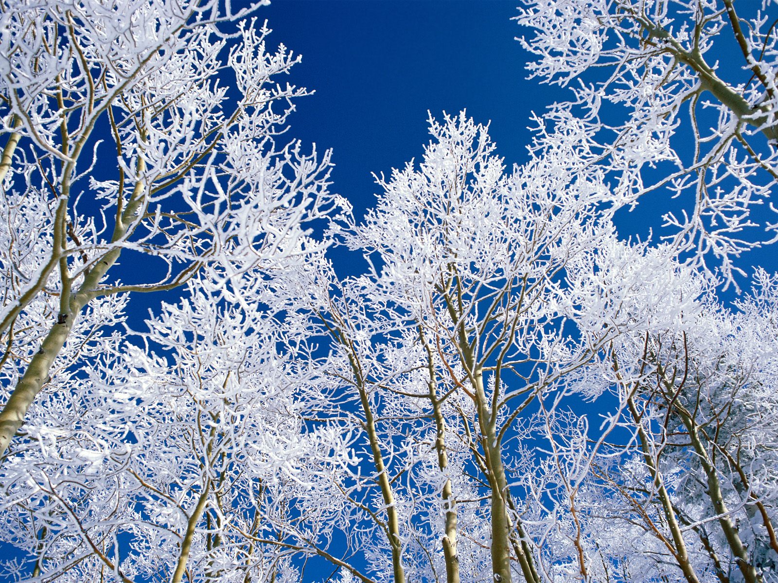 Деревья, ветки в снегу, лед Природа картинки, обои рабочий стол
