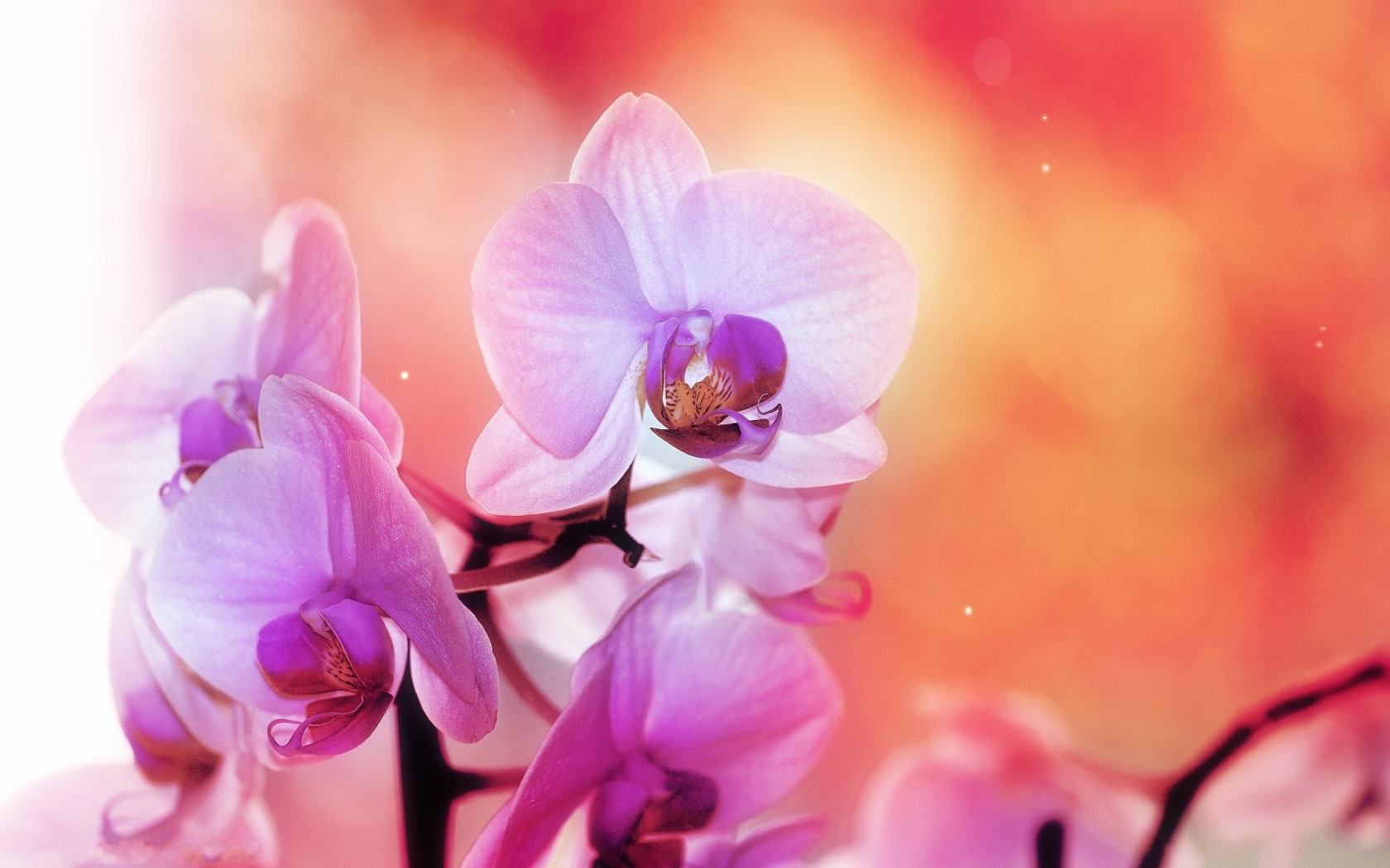Орхидеи Природа картинки, обои рабочий стол