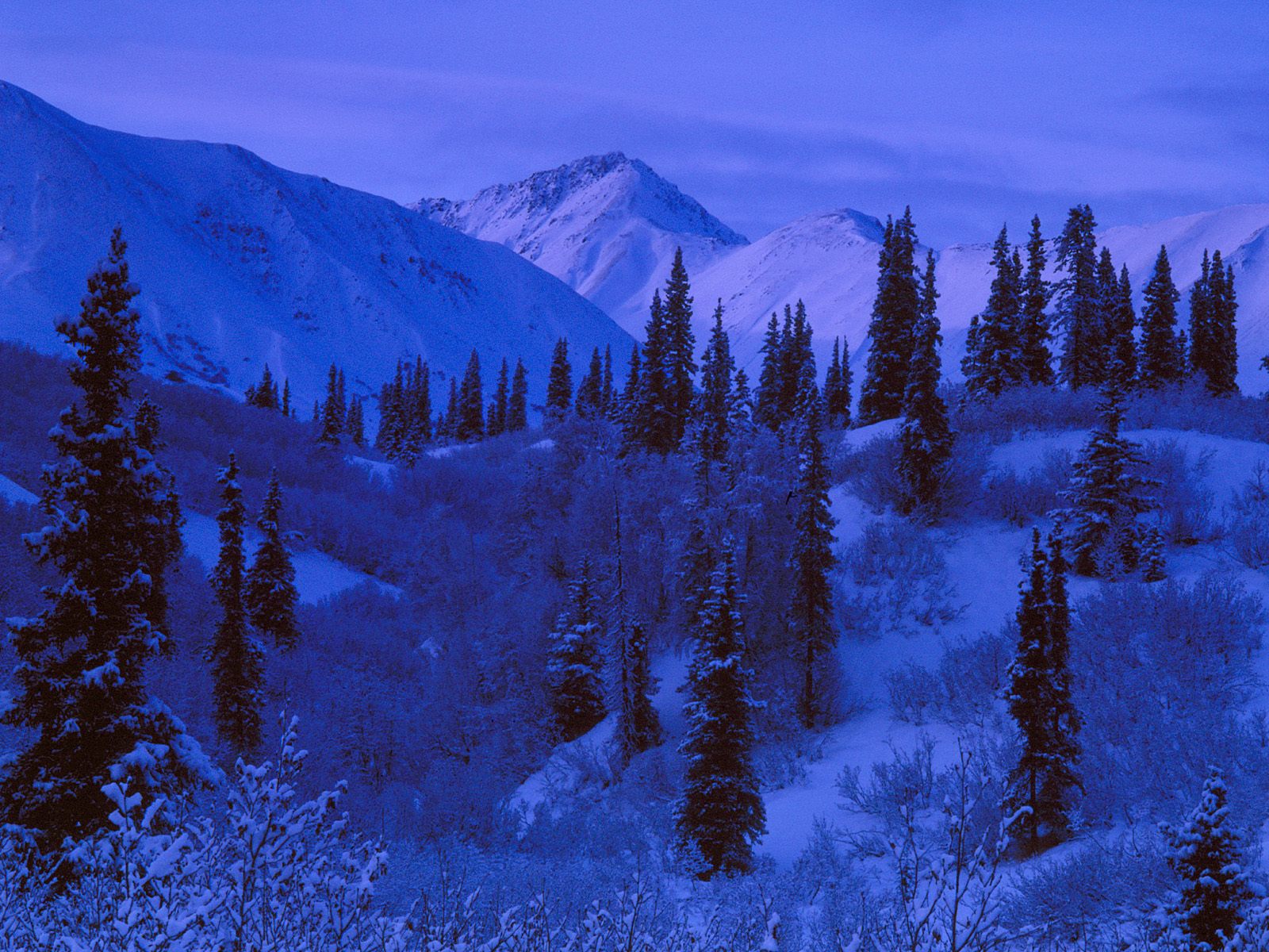 Вечер зимой, снежный лес Природа картинки, обои рабочий стол