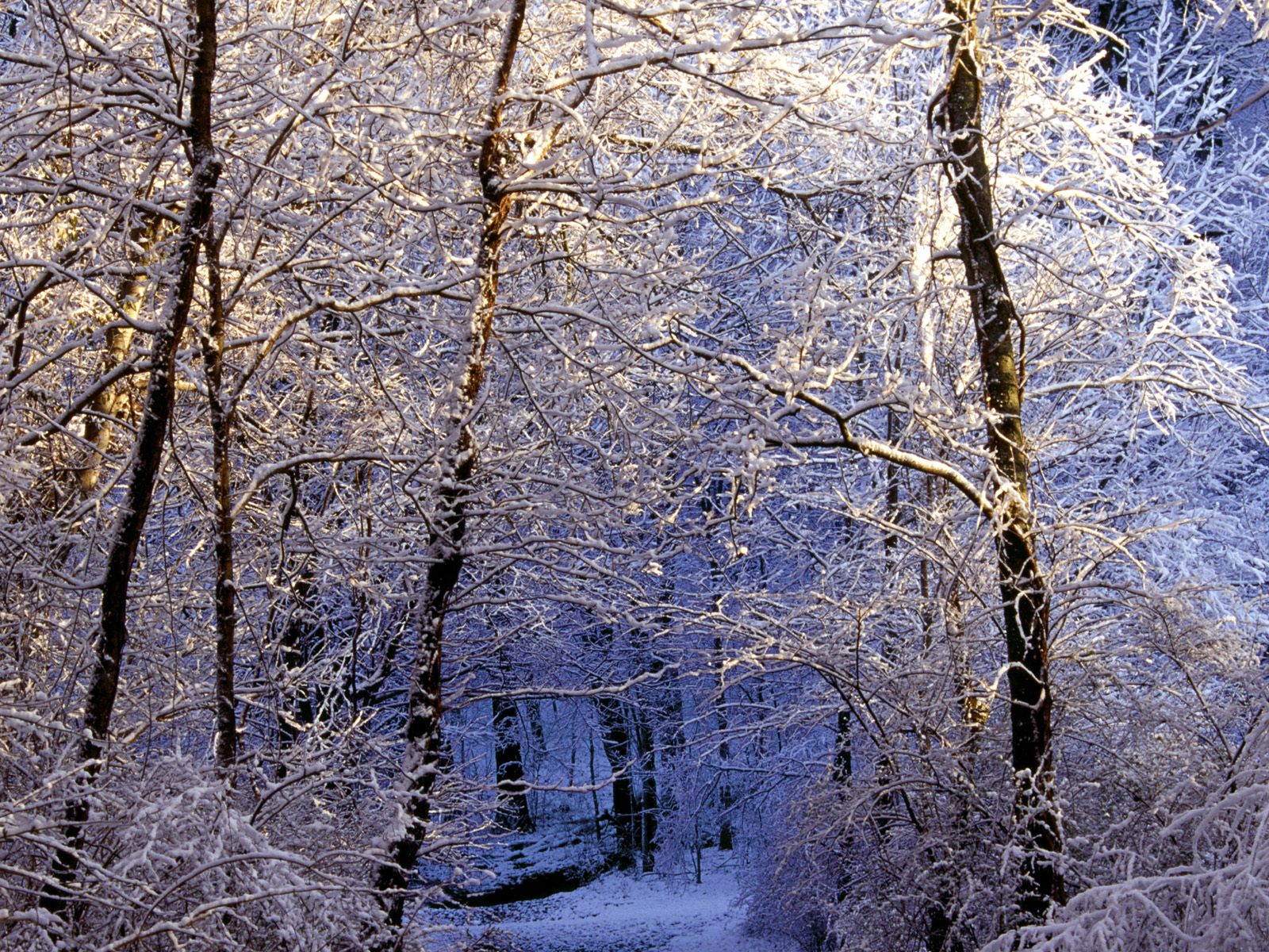 Зимний снежный лес Природа картинки, обои рабочий стол