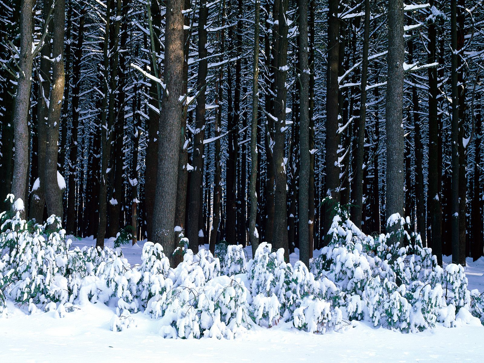Зимний лес, чаща Природа картинки, обои рабочий стол