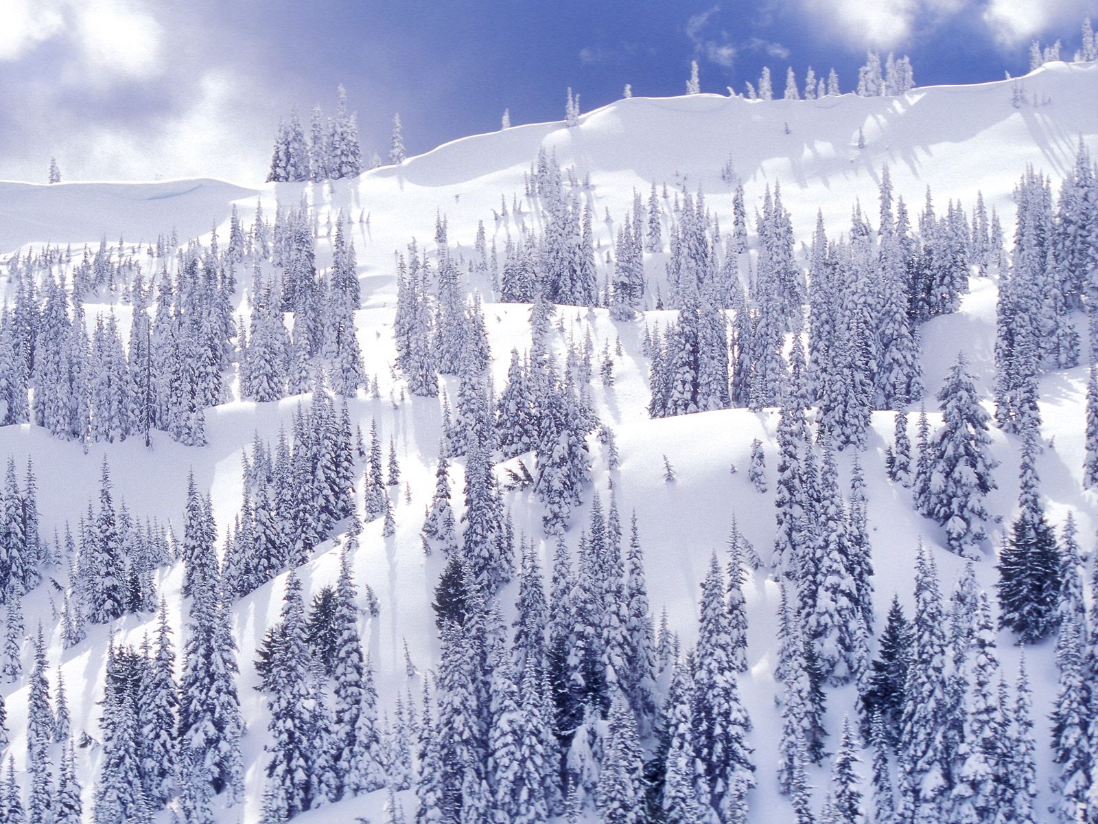 Зимний лес, горы, снег Природа картинки, обои рабочий стол