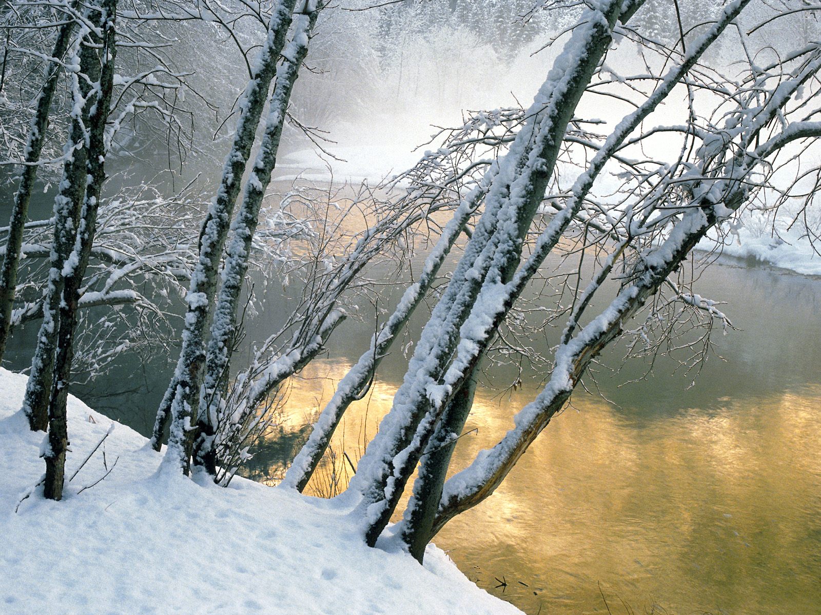 Деревья в снегу, лес, вода, река Природа картинки, обои рабочий стол