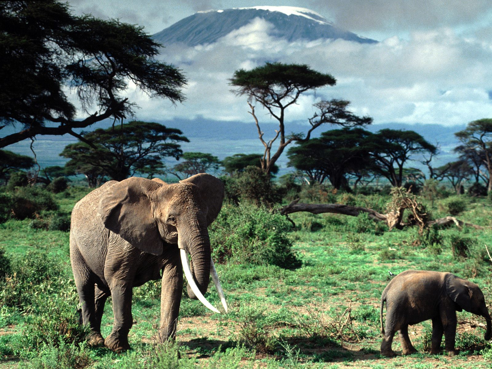 Африканские слоны, Килиманджаро, Африка Природа картинки, обои рабочий стол
