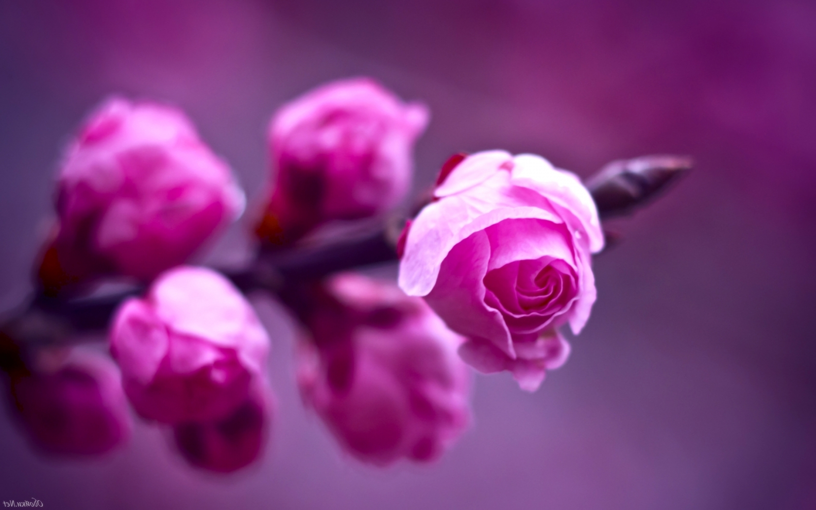 Цветочки, розовый цвет фоны Природа картинки, обои рабочий стол