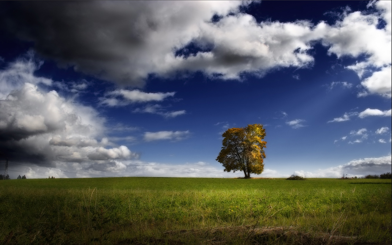 Осеннее дерево в зеленом поле под синим небом Природа картинки, обои рабочий стол