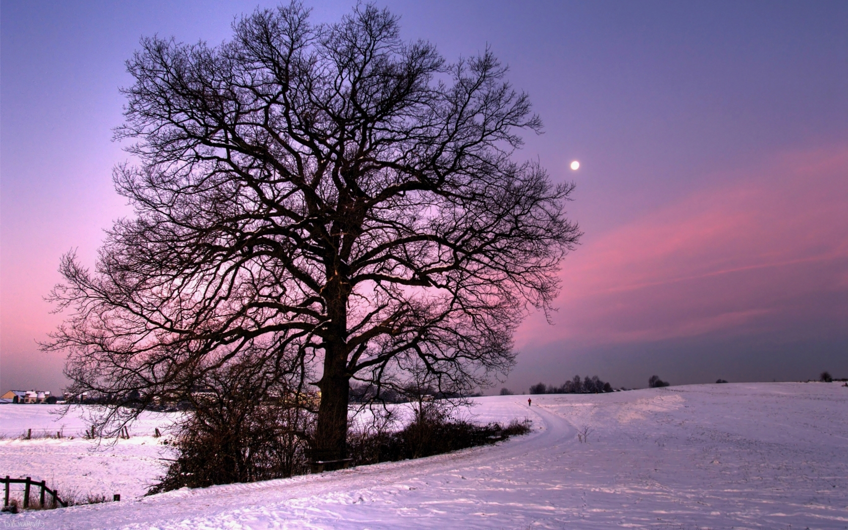 Зима, снег, одинокое дерево, тропинка Природа картинки, обои рабочий стол