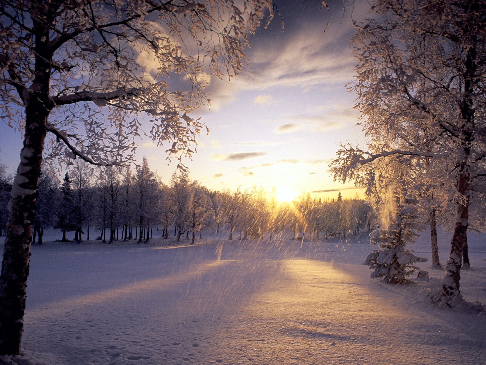 Зимнее солнце в лесу, снег, деревья Природа картинки, обои рабочий стол