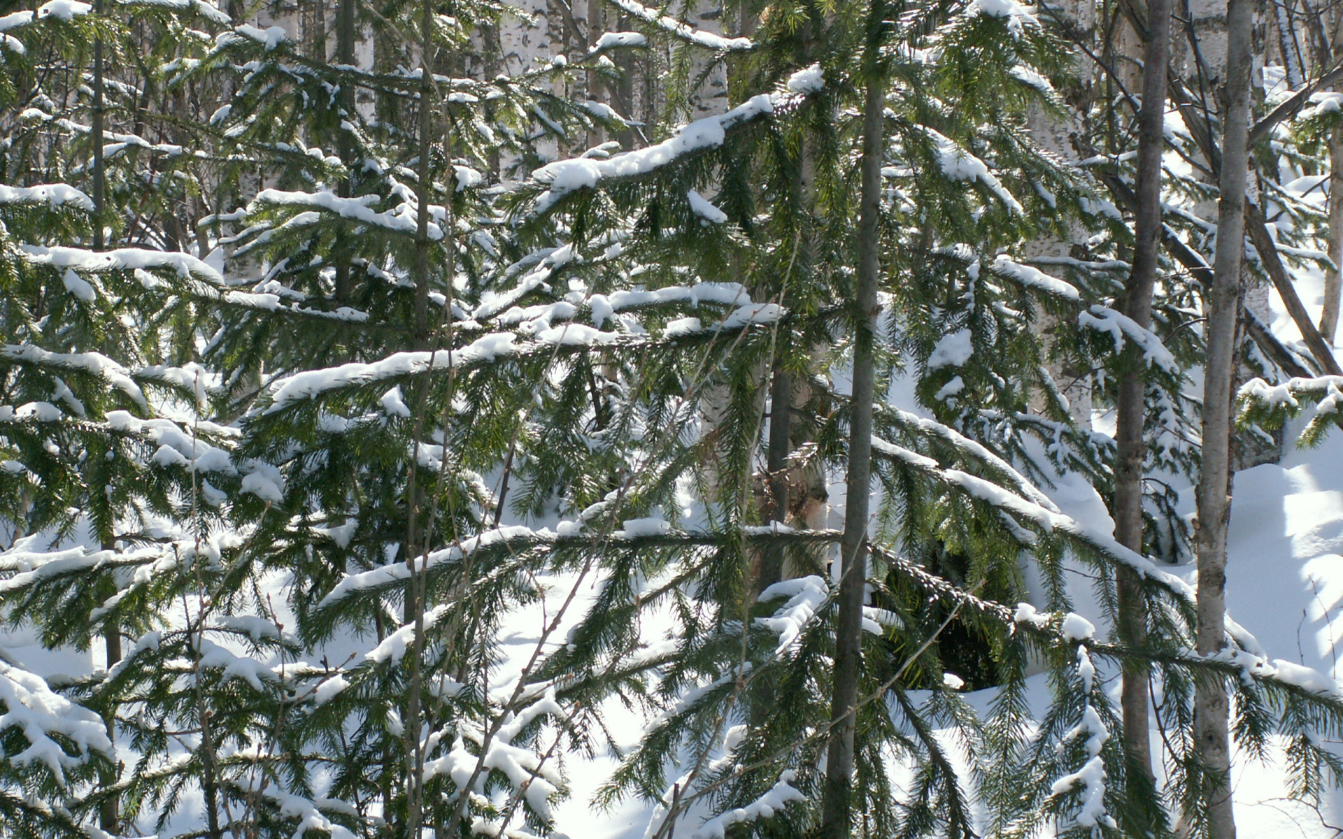 Снег в еловом лесу Природа картинки, обои рабочий стол