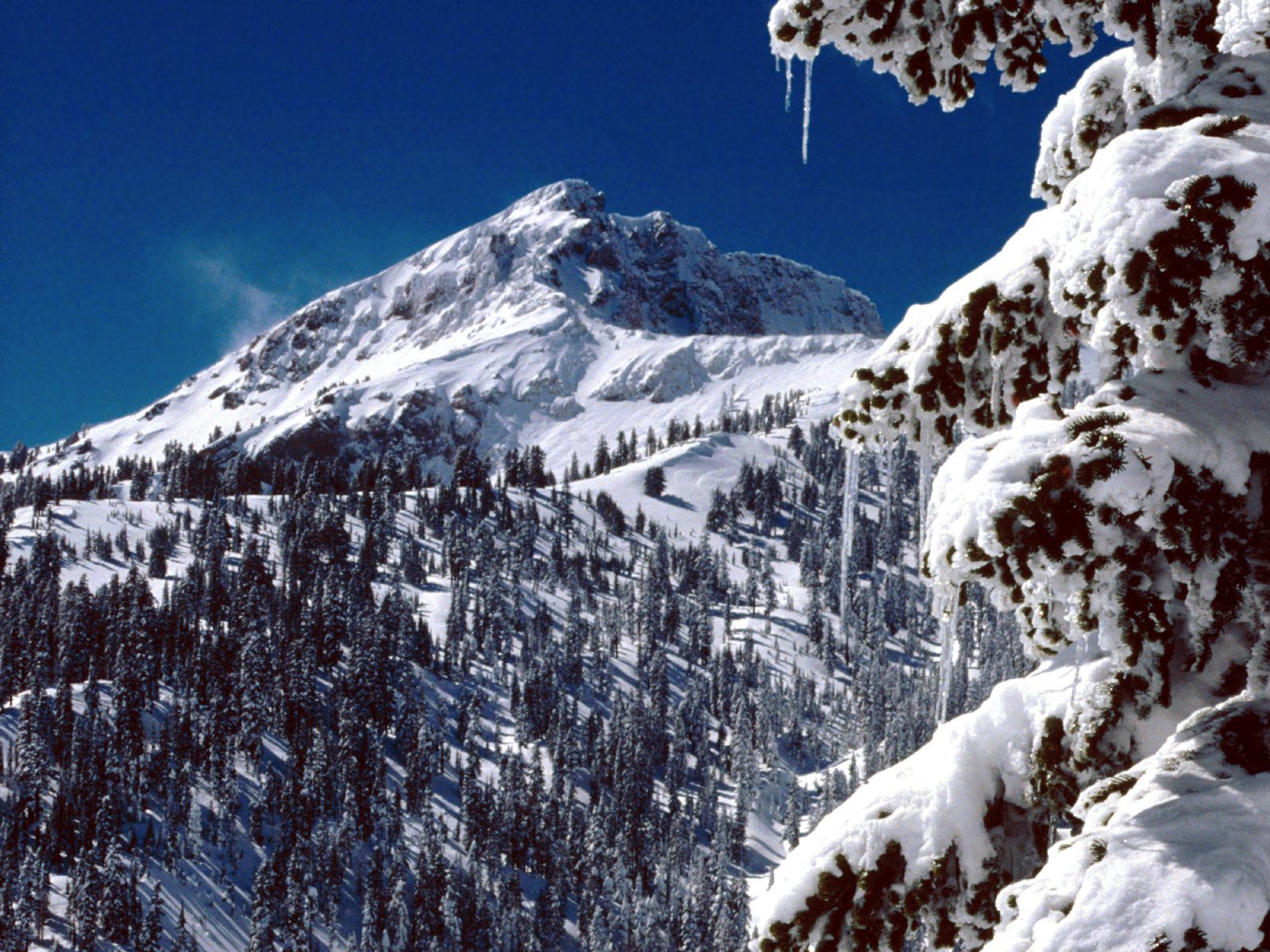 Ели, горы, снег, сосульки Природа картинки, обои рабочий стол