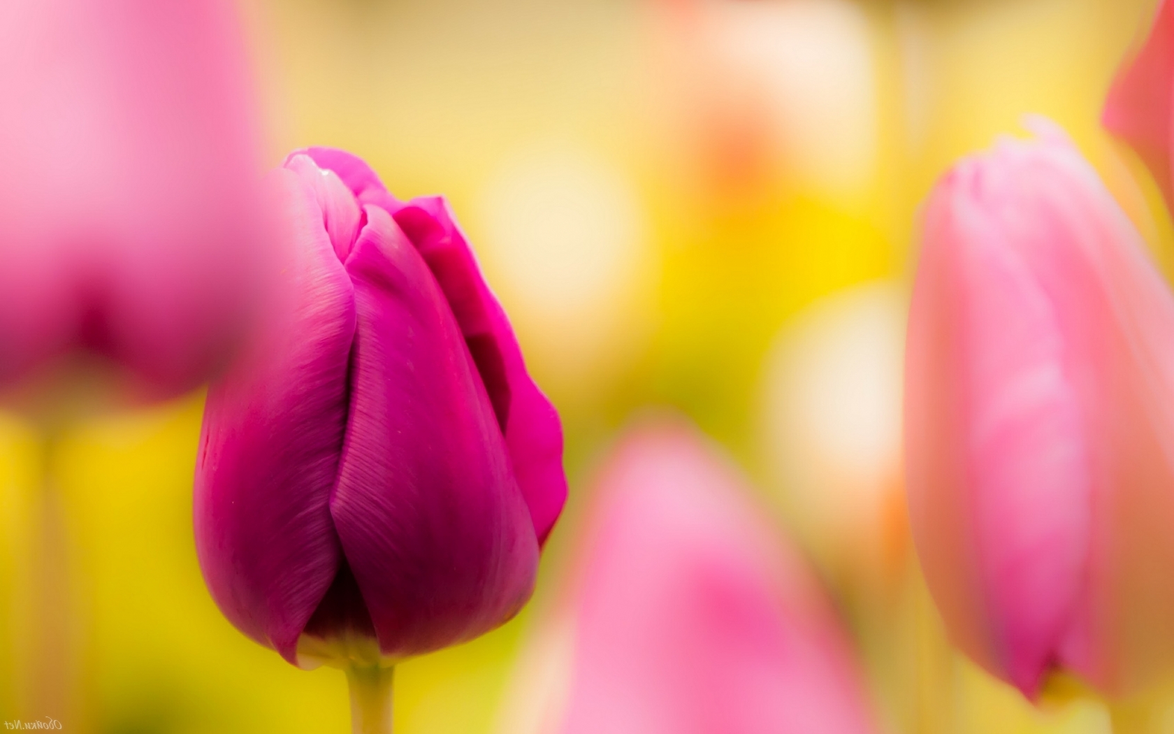 Красивые тюльпаны Природа картинки, обои рабочий стол