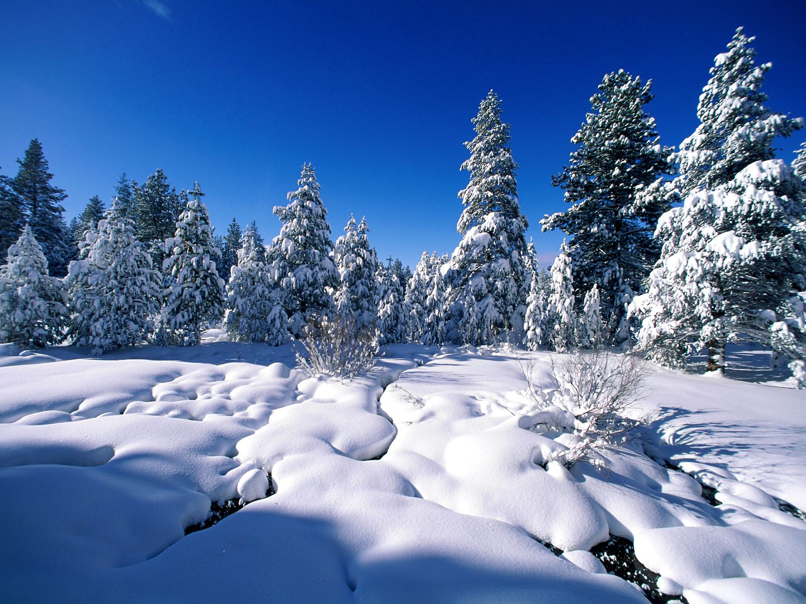 Пушистые ели в снегу Природа картинки, обои рабочий стол