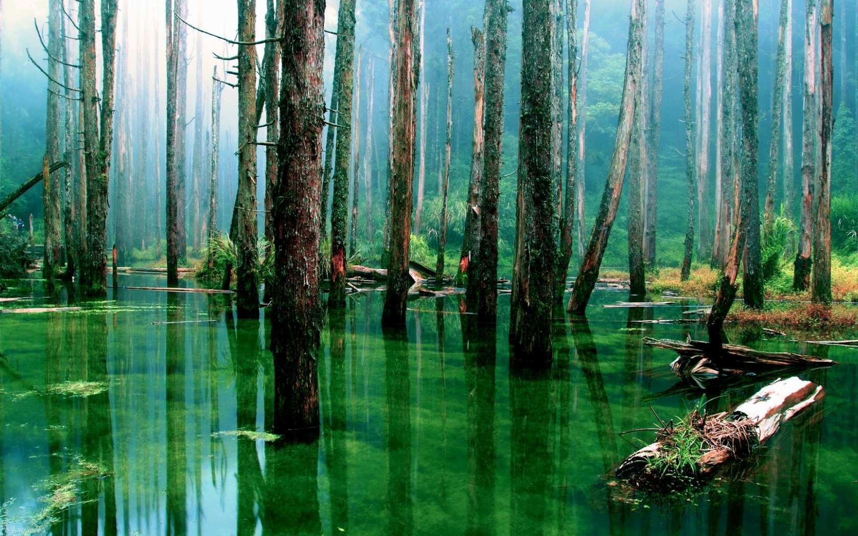 Затопленный лес Природа картинки, обои рабочий стол