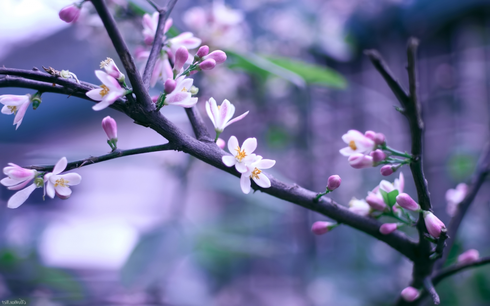 Цветы на дереве красивые Природа картинки, обои рабочий стол
