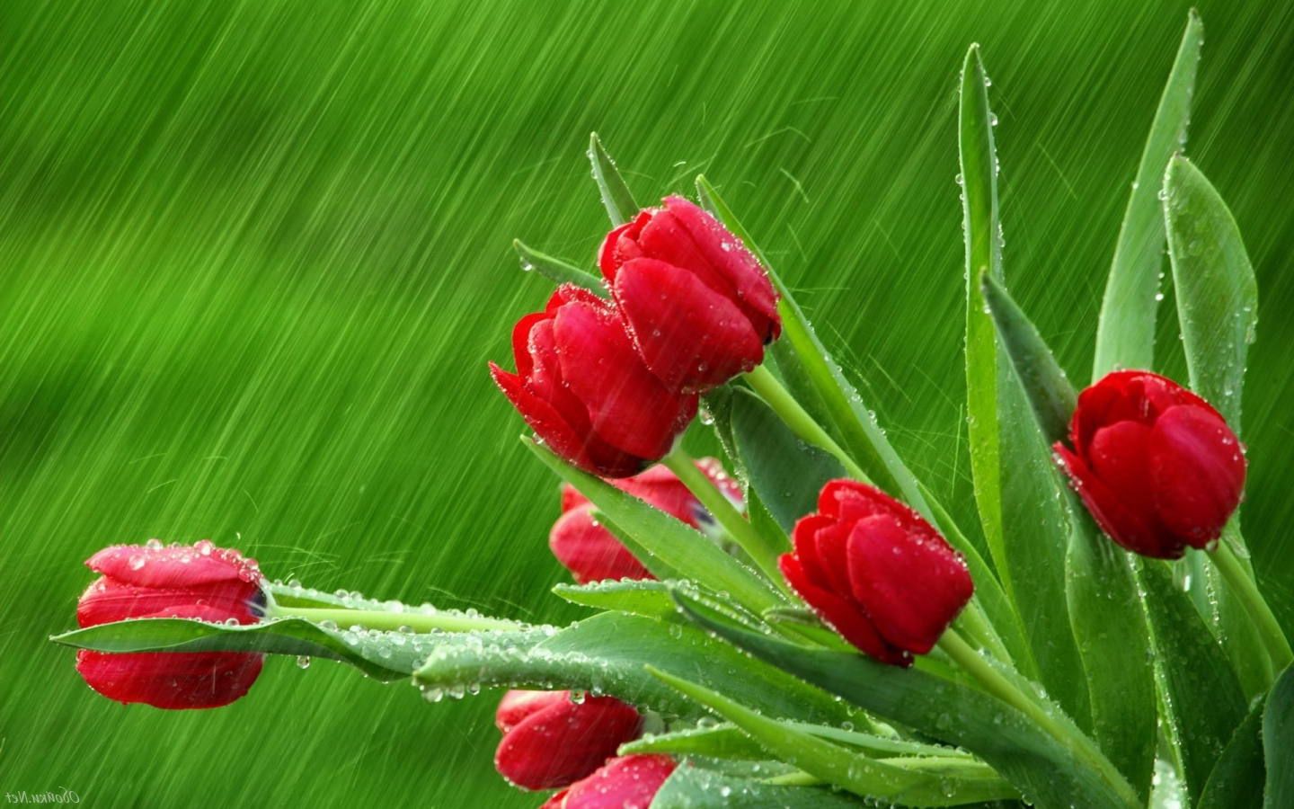 Дождь, цветы, тюльпаны картинки Природа картинки, обои рабочий стол
